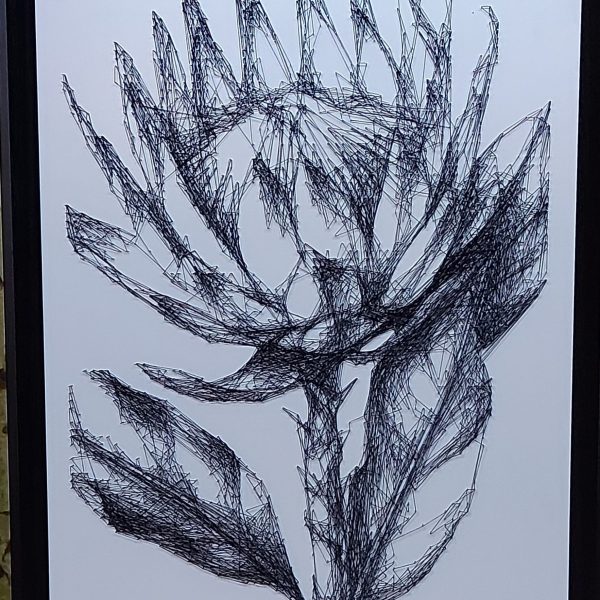 Protea1