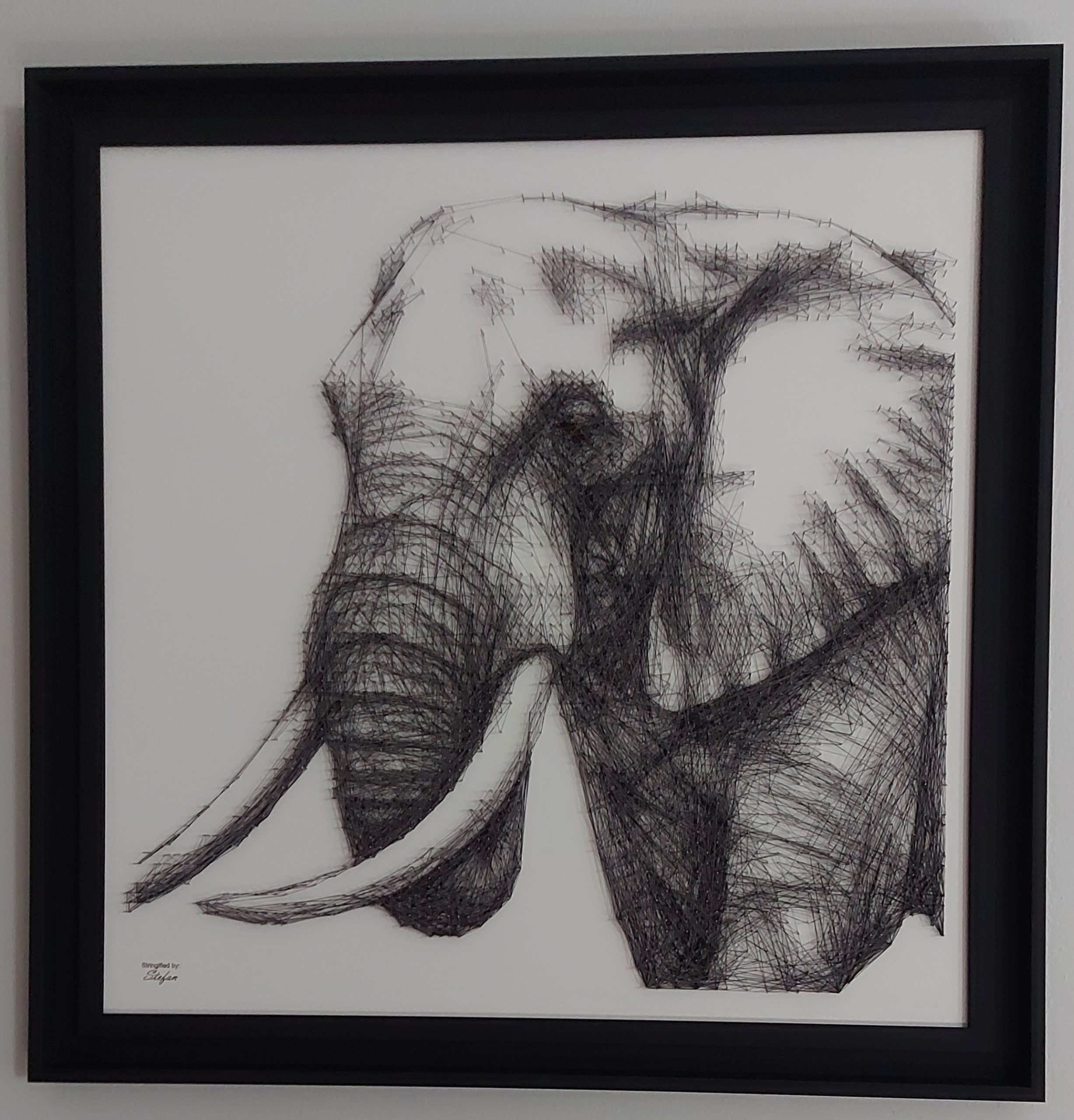 Elephant 5