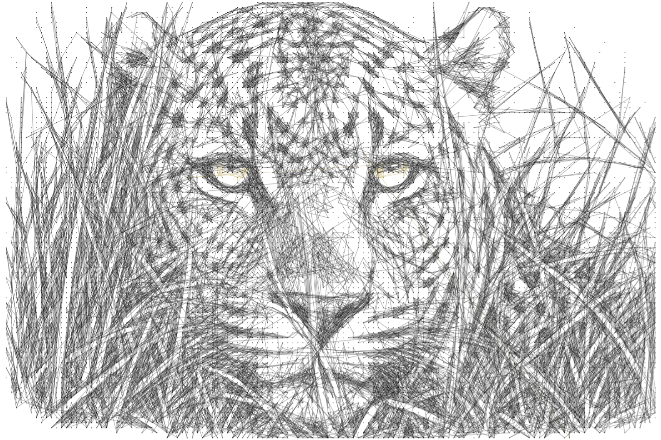 Leopard 31