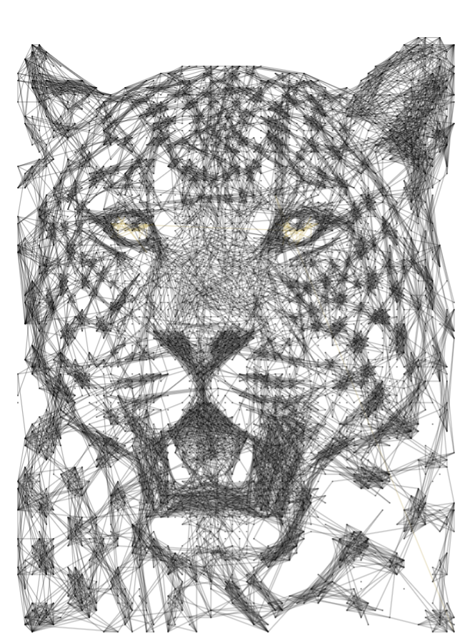Leopard 29