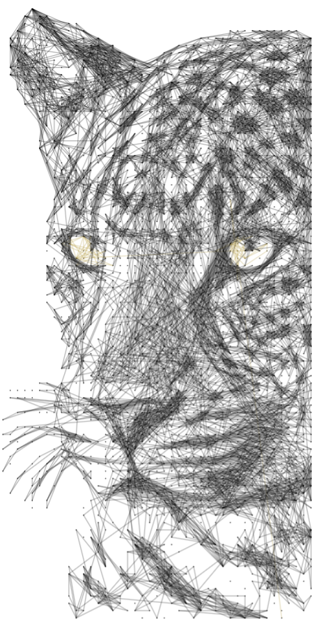 Leopard 24
