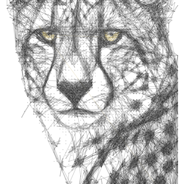 Cheetah 4