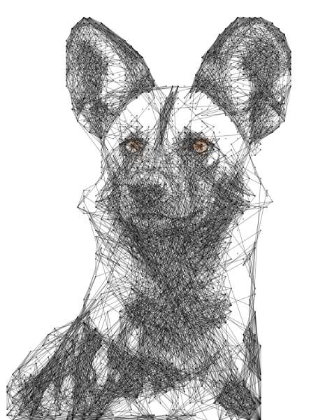 Wild Dog 5