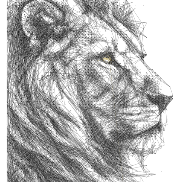 Lion 13