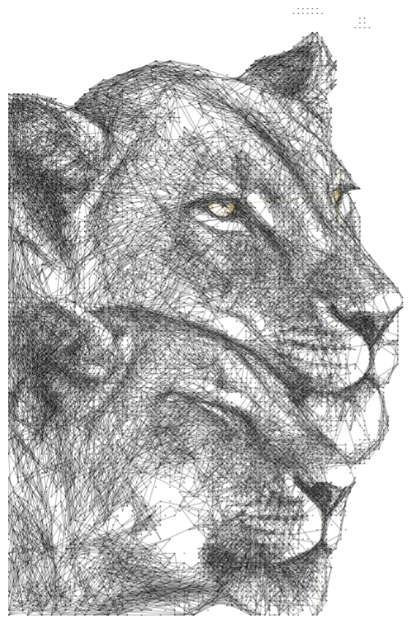 Lion 11