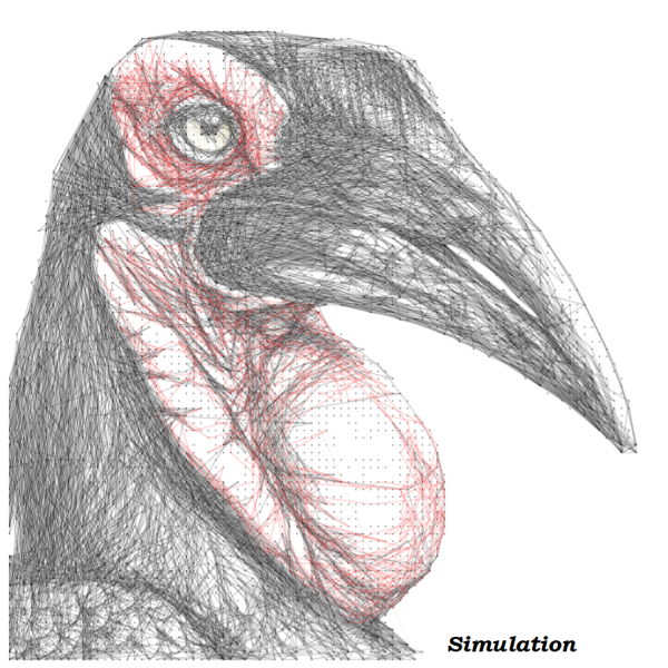 Southern Ground Hornbill 7