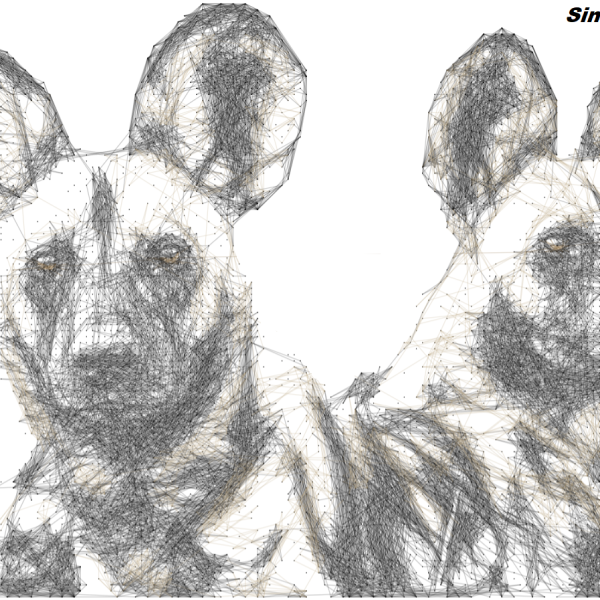 Wild Dog 10